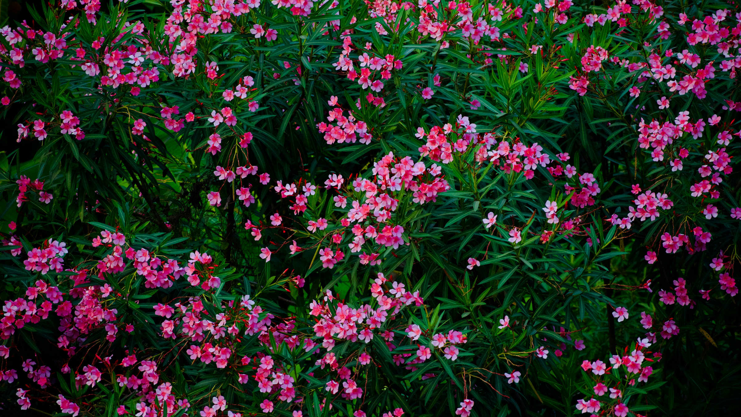 Adelfa (Nerium oleander)