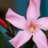 Cómo cuidar la adelfa (Nerium oleander)