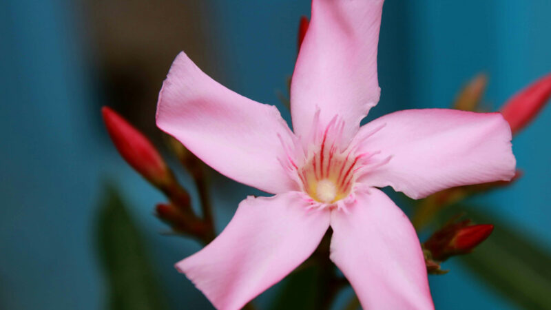 Cómo cuidar la adelfa (Nerium oleander)