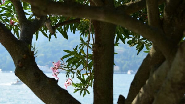 Cómo cuidar la adelfa (Nerium oleander)