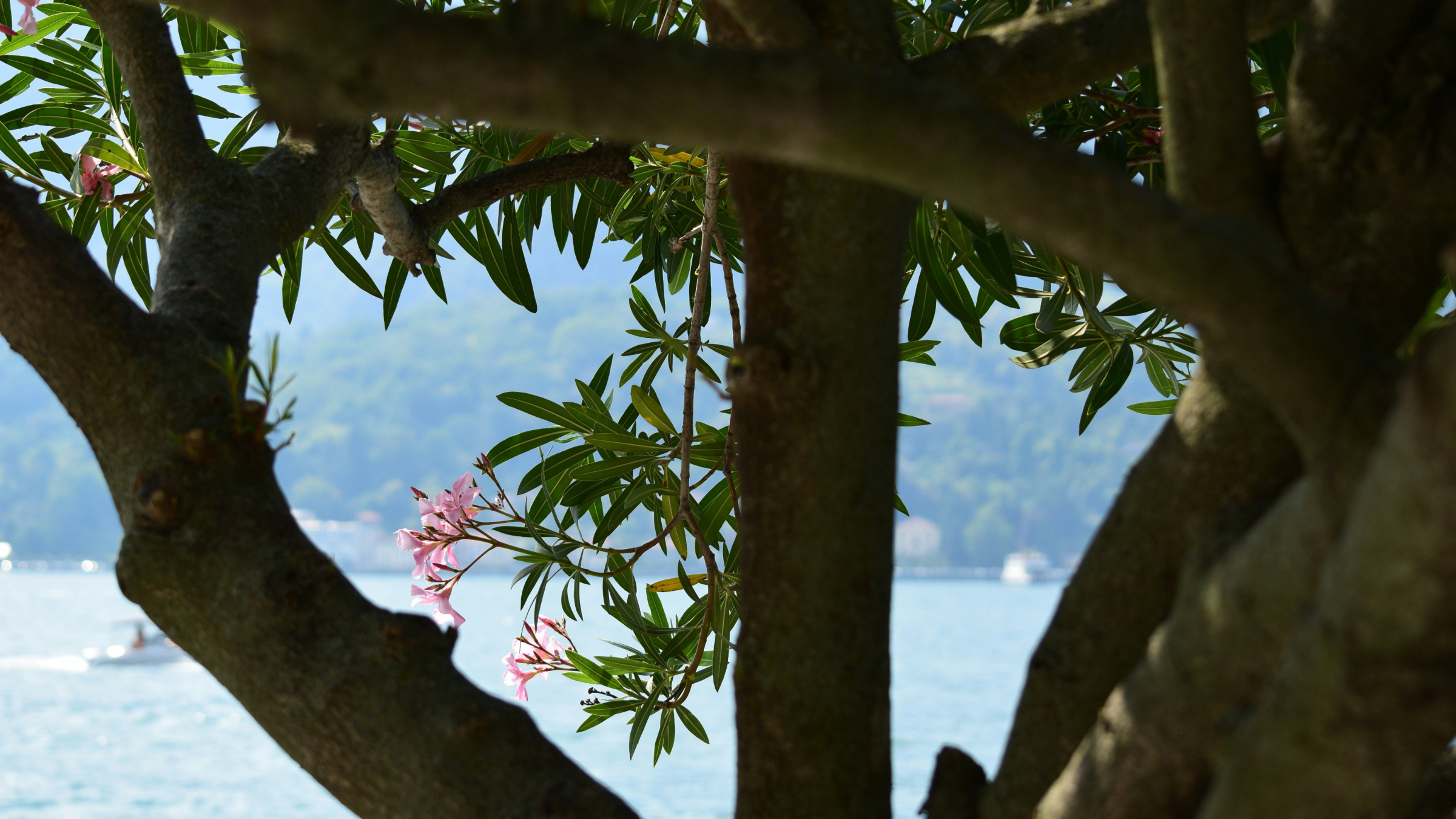 Adelfa (Nerium oleander)