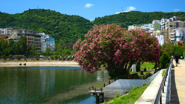 Cómo cuidar la adelfa (Nerium oleander)