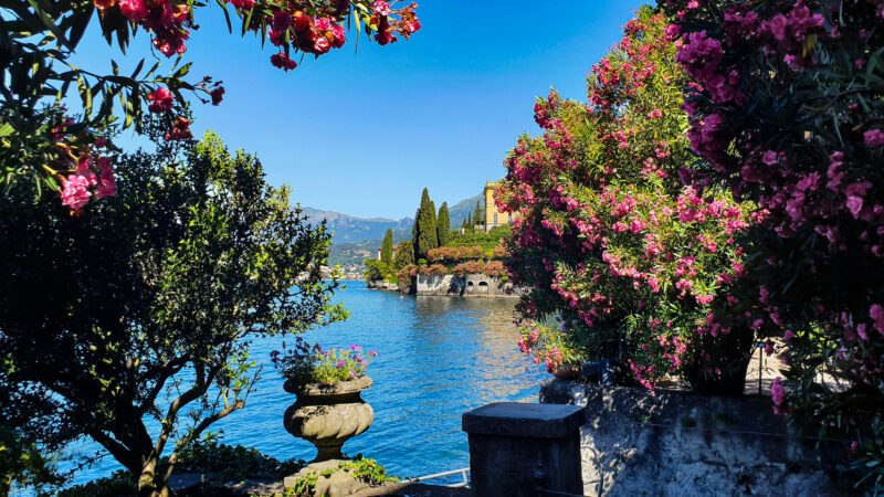 Cómo cuidar la adelfa (Nerium oleander)