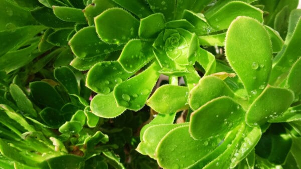 Cómo cuidar el bejeque arbóreo (Aeonium arboreum)