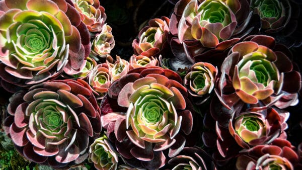 Cómo cuidar el bejeque arbóreo (Aeonium arboreum)