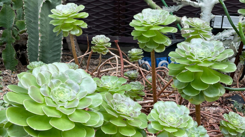 Cómo cuidar el bejeque arbóreo (Aeonium arboreum)