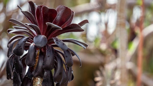Cómo cuidar el bejeque arbóreo (Aeonium arboreum)