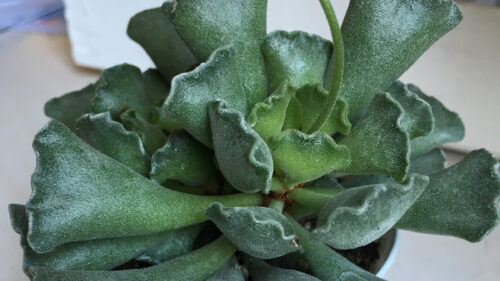 Cómo cuidar el adromisco (Adromischus cristatus)