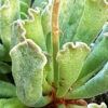 Cómo cuidar el adromisco (Adromischus cristatus)