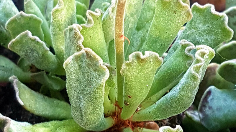 Cómo cuidar el adromisco (Adromischus cristatus)