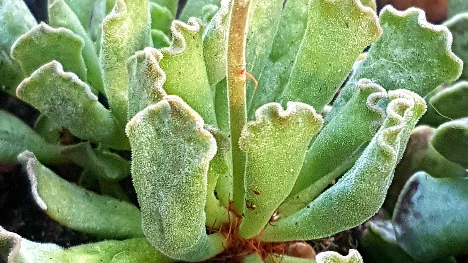 Adromisco (Adromischus cristatus)