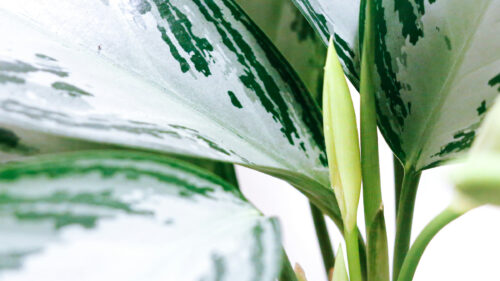 Cómo cuidar la aglaonema (Aglaonema commutatum)