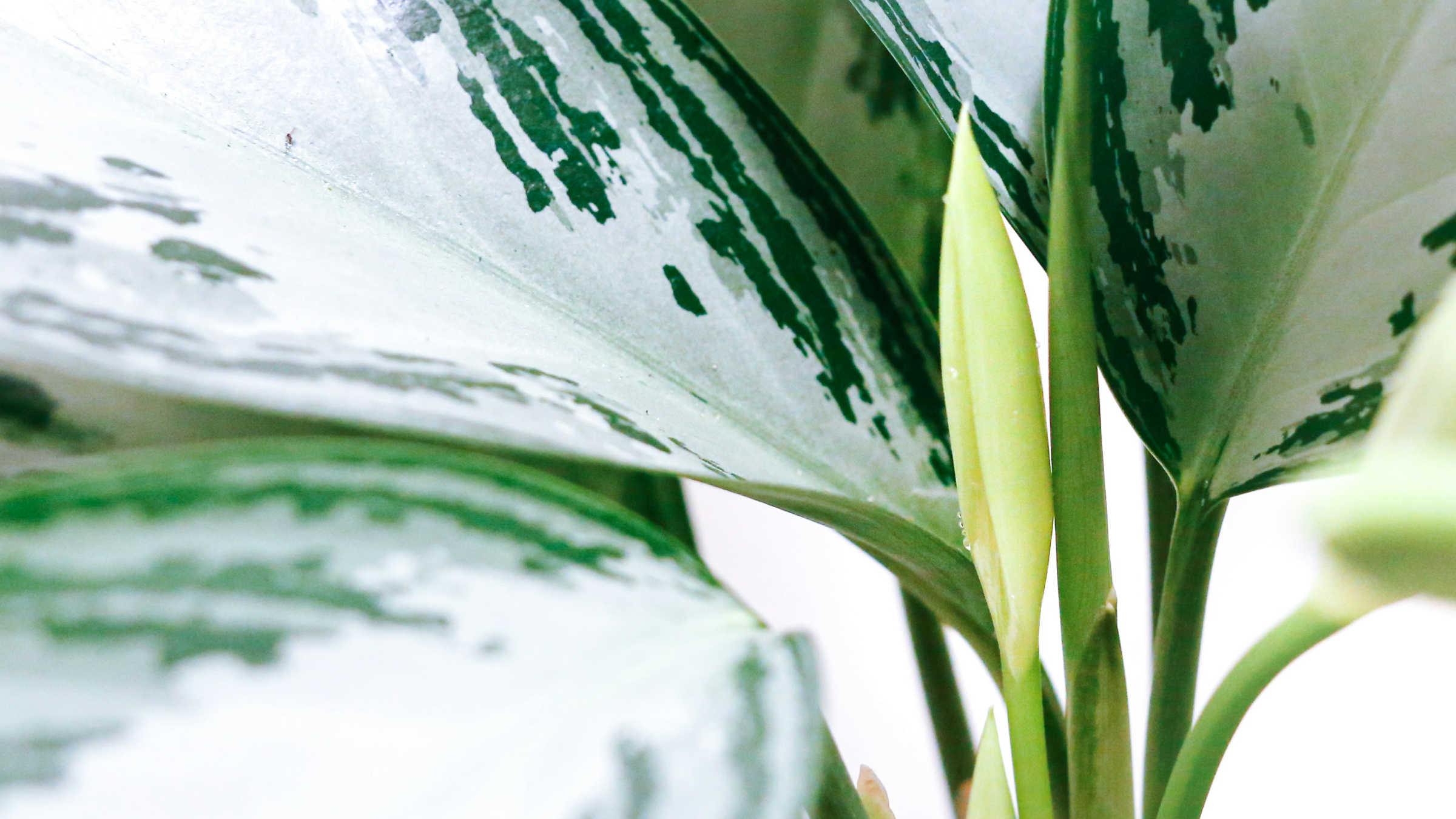 Aglaonema (Aglaonema commutatum)