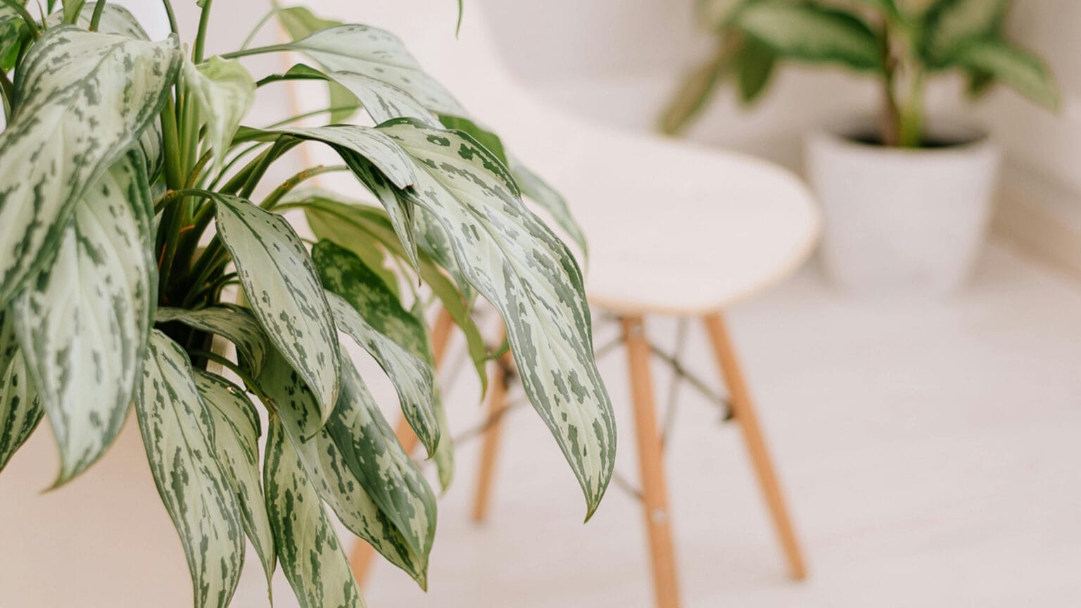 Aglaonema: cuidados (Aglaonema commutatum)