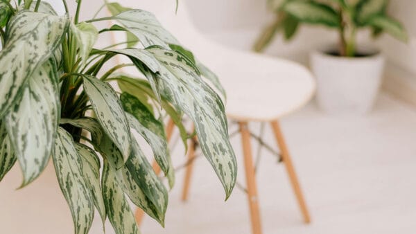 Cómo cuidar la aglaonema (Aglaonema commutatum)