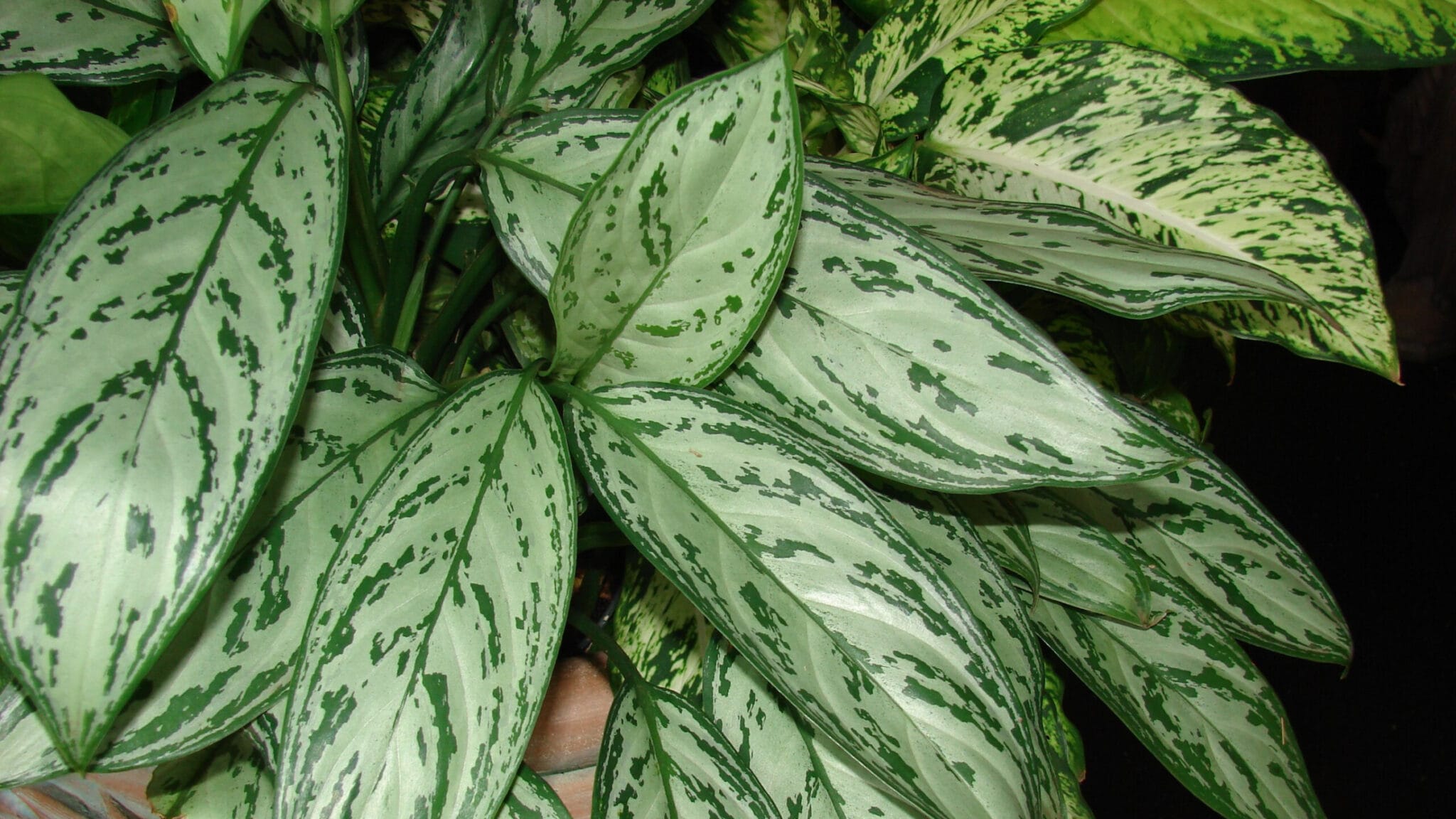 Aglaonema: cuidados (Aglaonema commutatum)