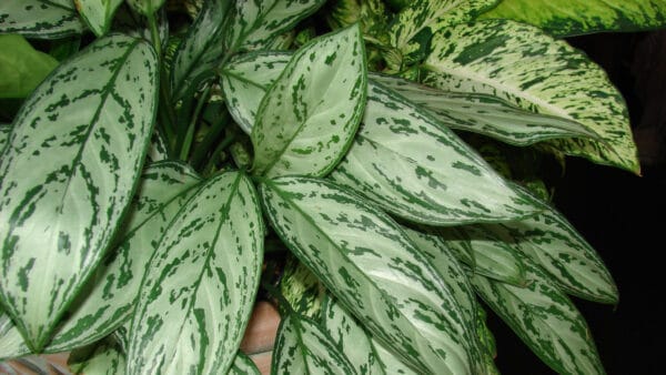 Cómo cuidar la aglaonema (Aglaonema commutatum)