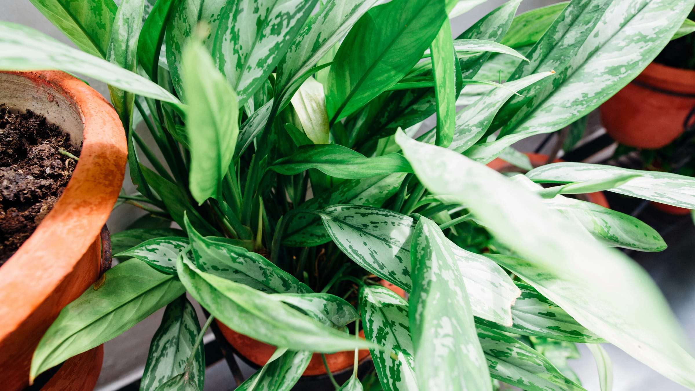 Aglaonema (Aglaonema commutatum)