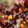 Cómo cuidar el agracejo japonés (Berberis thunbergii)