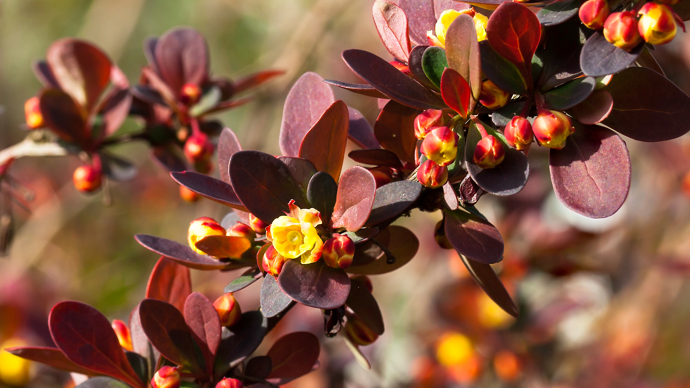 Agracejo japonés (Berberis thunbergii)