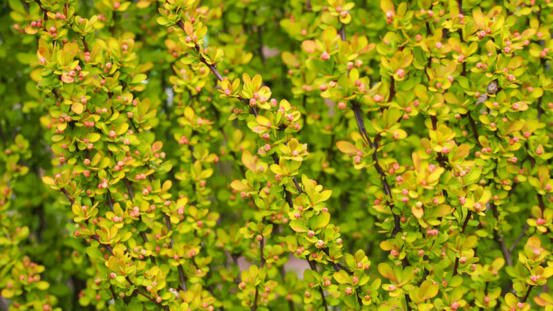 Cómo cuidar el agracejo japonés (Berberis thunbergii)