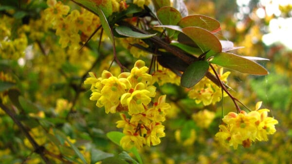 Cómo cuidar el agracejo japonés (Berberis thunbergii)