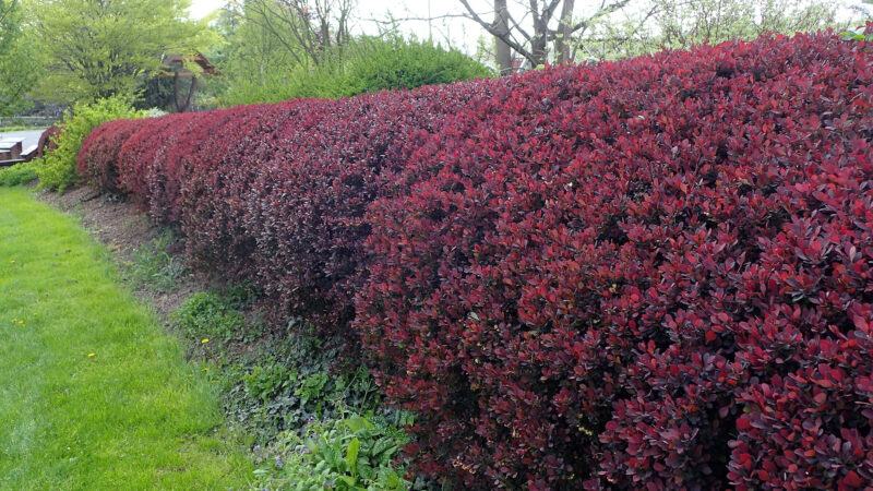 Cómo cuidar el agracejo japonés (Berberis thunbergii)