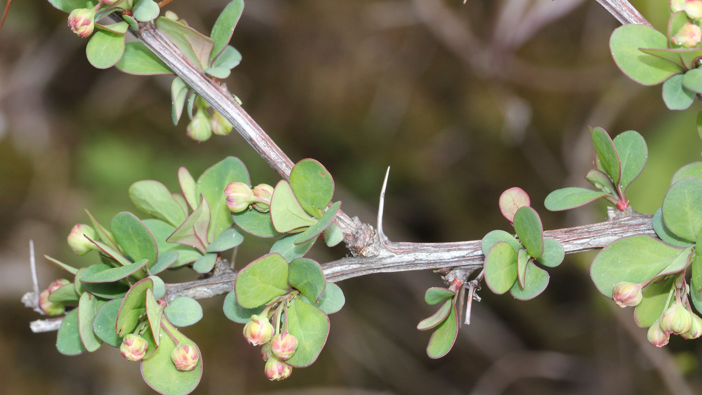 Agracejo japonés (Berberis thunbergii)