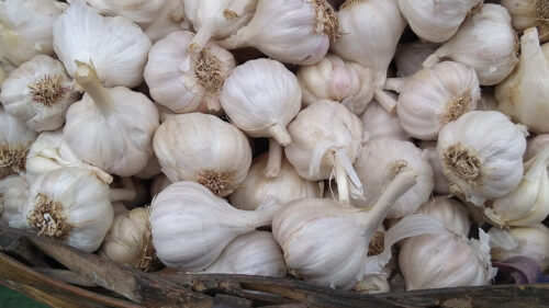Cómo cuidar el ajo (Allium sativum)
