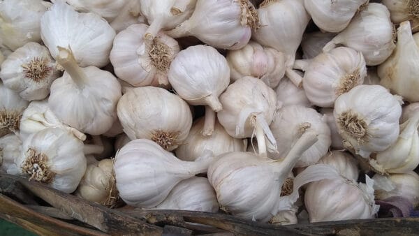 Cómo cuidar el ajo (Allium sativum)