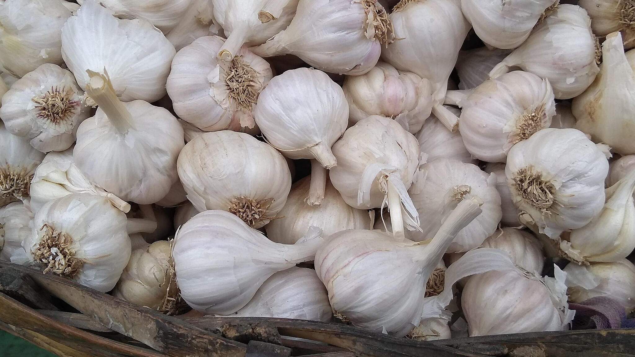 Ajo (Allium sativum)