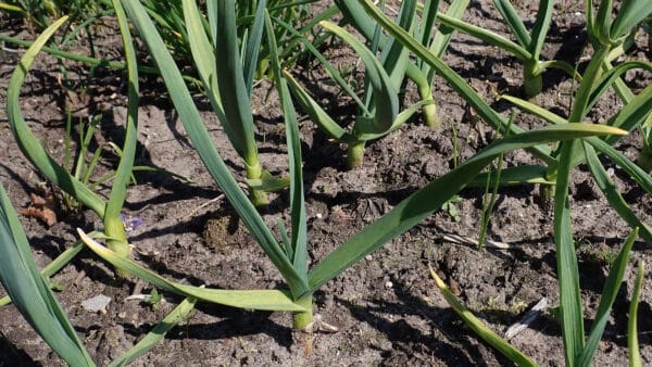 Cómo cuidar el ajo (Allium sativum)