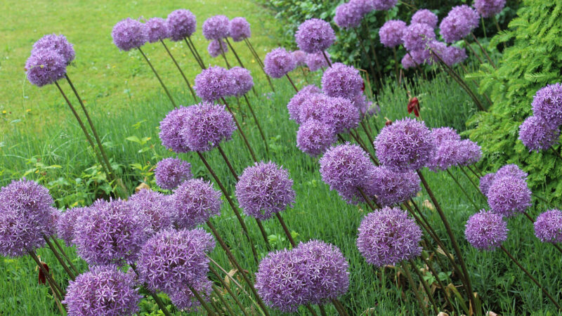 Cómo cuidar el ajo ornamental (Allium giganteum)