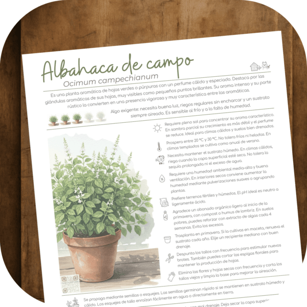 Cómo cuidar la albahaca de campo (Ocimum campechianum)