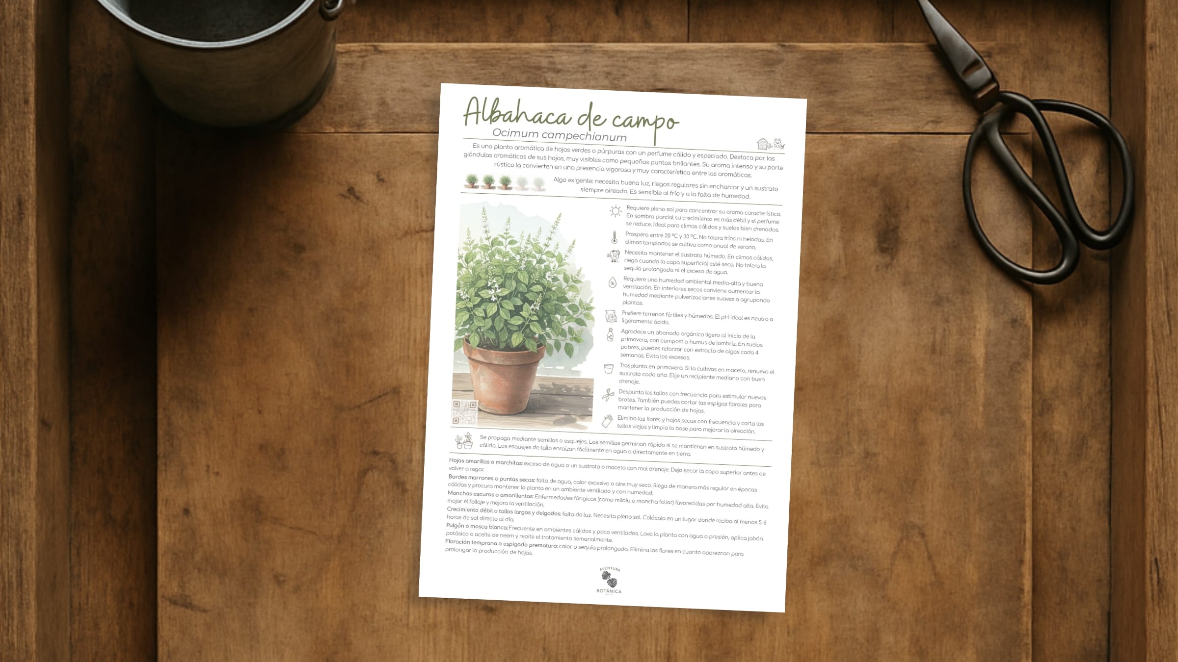 Albahaca de campo (Ficha de cuidados de Ocimum campechianum)