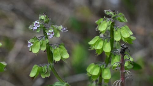 Cómo cuidar la albahaca de campo (Ocimum campechianum)
