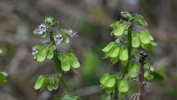Cómo cuidar la albahaca de campo (Ocimum campechianum)