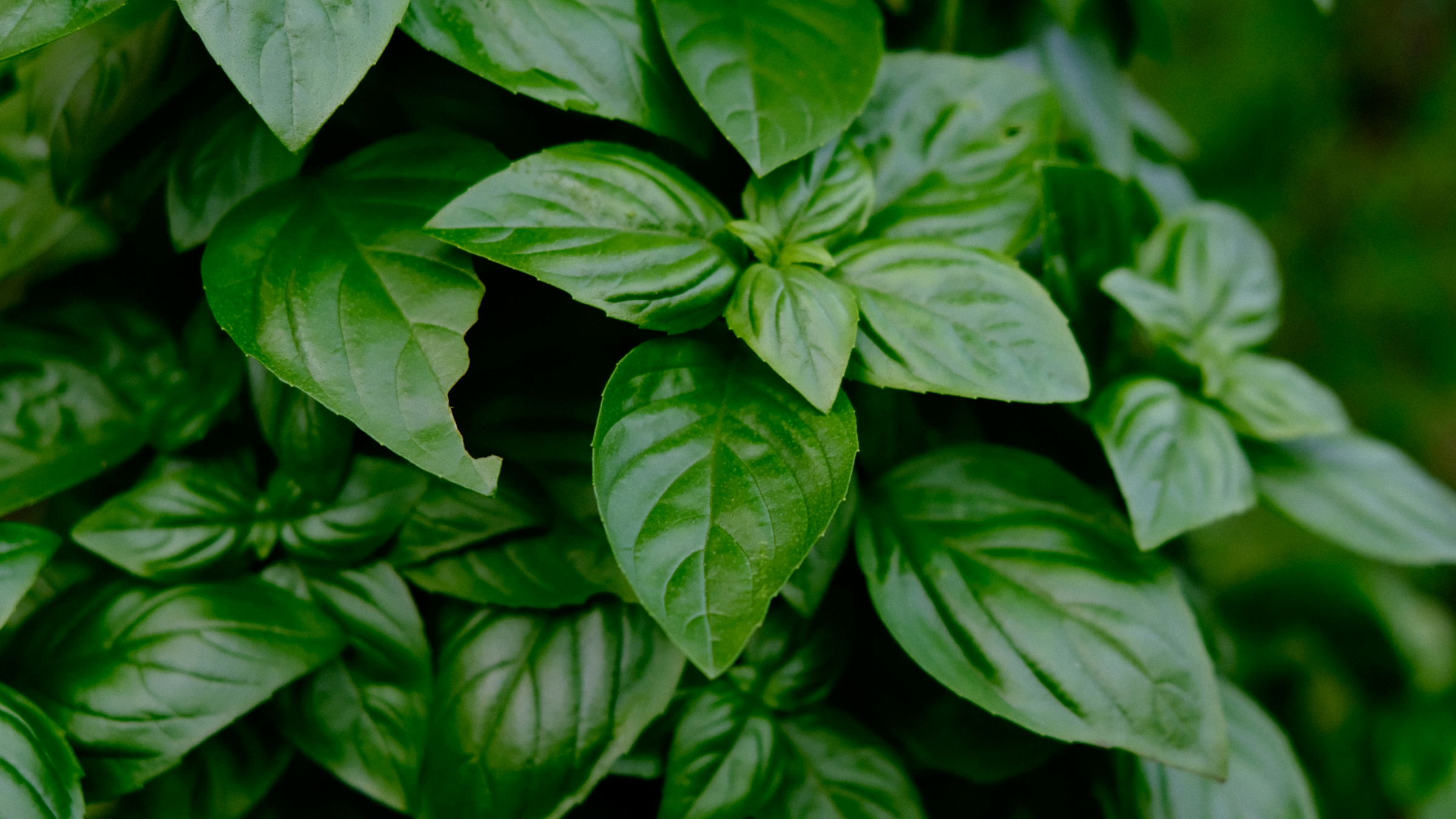 Albahaca (Ocimum basilicum)