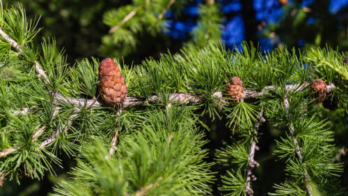Cómo cuidar el alerce europeo (Larix decidua)