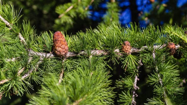 Cómo cuidar el alerce europeo (Larix decidua)