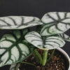 Cómo cuidar la alocasia dragón (Alocasia baginda)