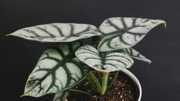 Cómo cuidar la alocasia dragón (Alocasia baginda)