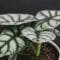 Cómo cuidar la alocasia dragón (Alocasia baginda)