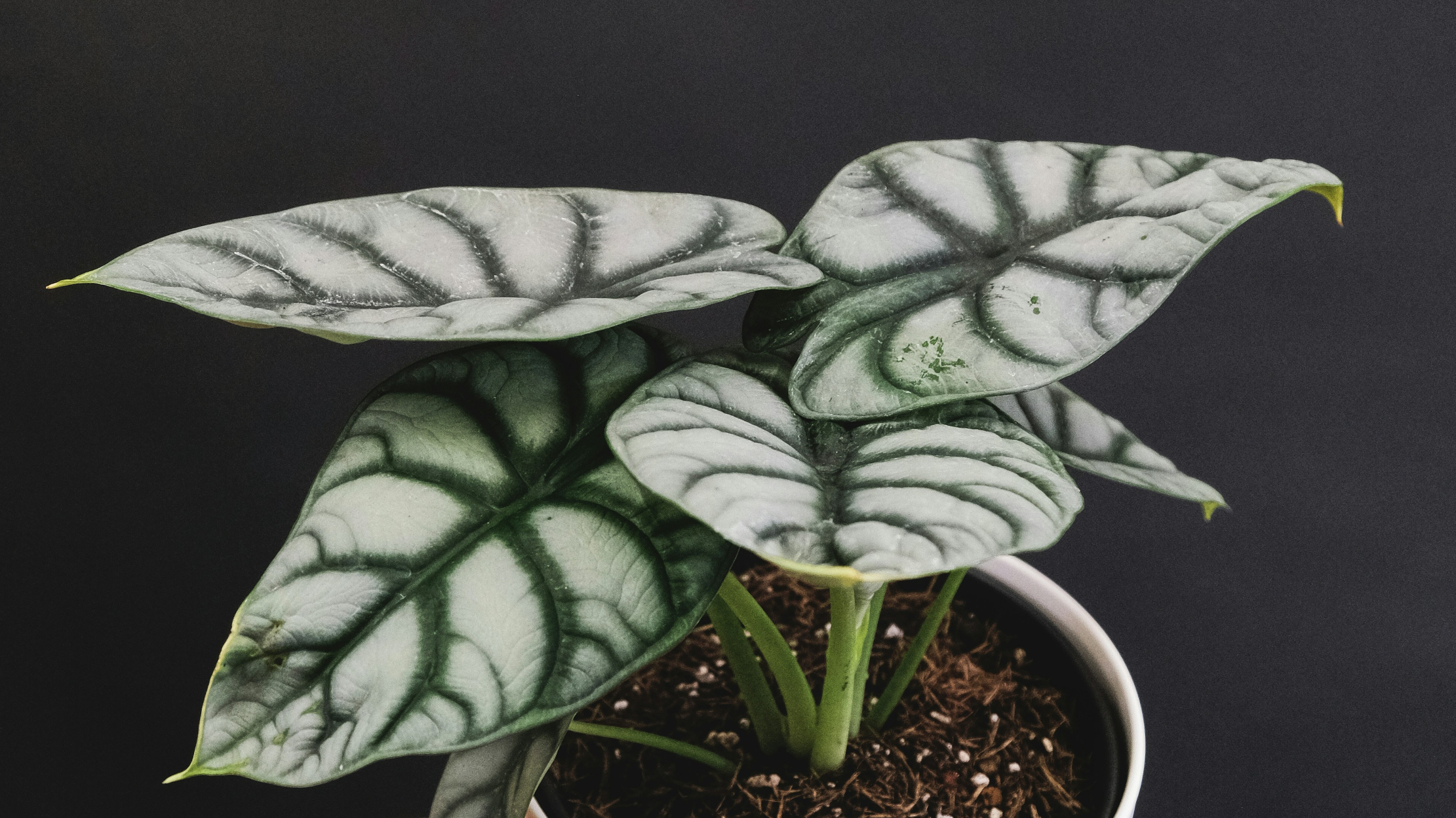 Alocasia dragón (Alocasia baginda)