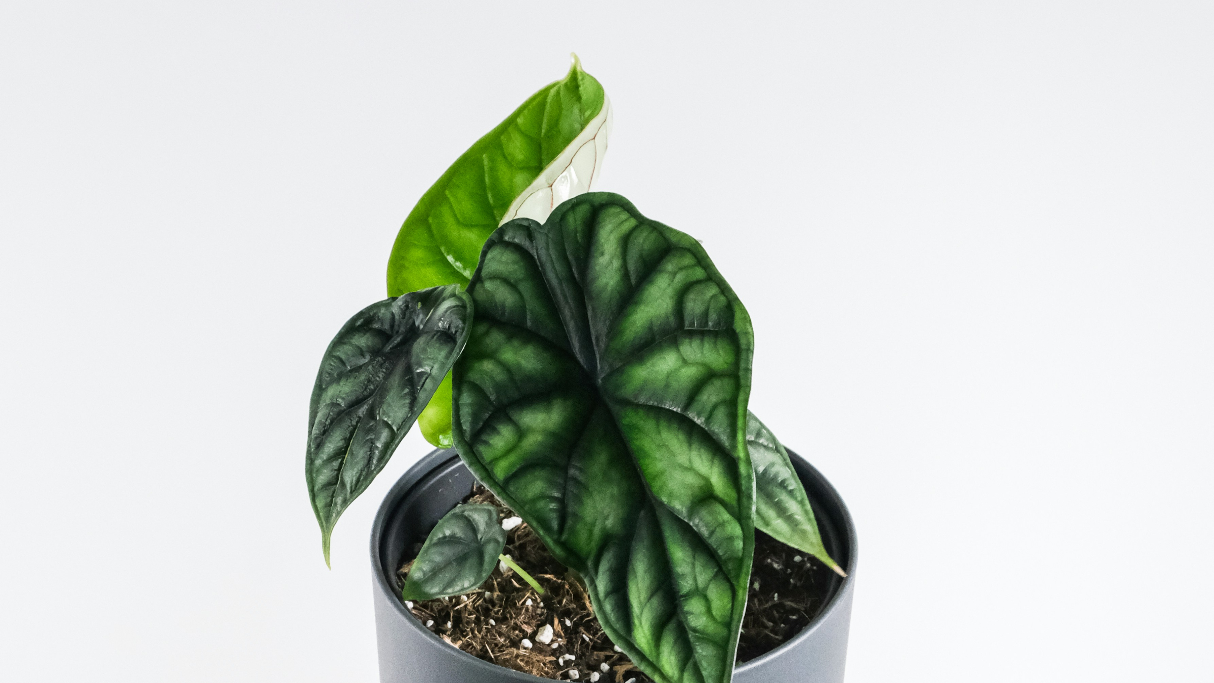 Alocasia dragón (Alocasia baginda)