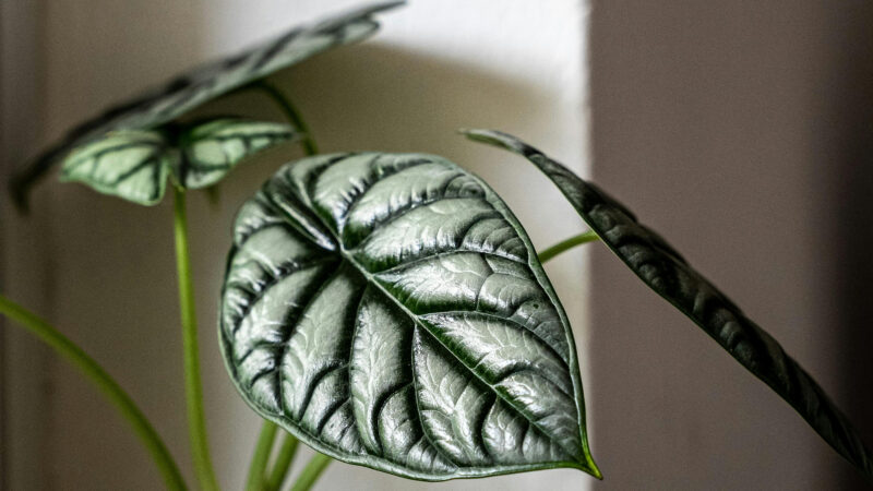 Cómo cuidar la alocasia dragón (Alocasia baginda)