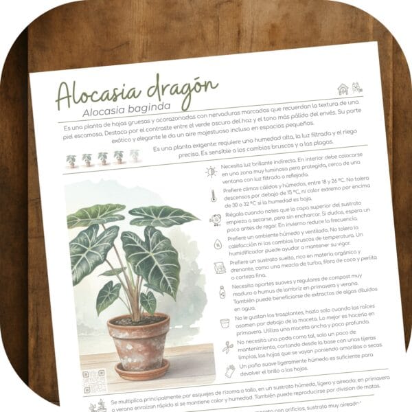 Cómo cuidar la alocasia dragón (Alocasia baginda)