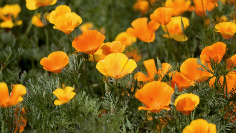 Cómo cuidar la amapola de California (Eschscholzia californica)