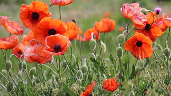 Cómo cuidar la amapola (Papaver rhoeas)