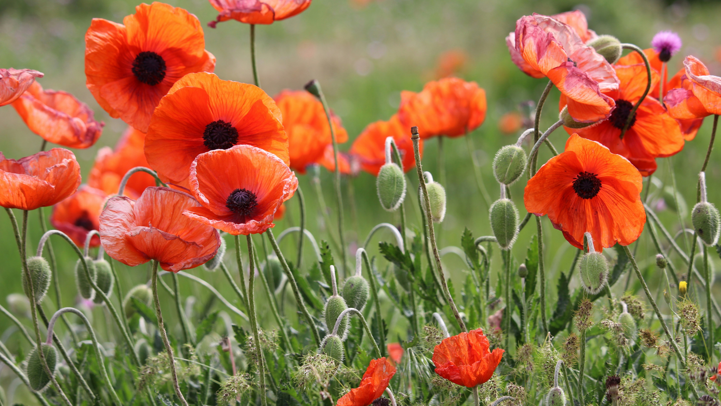 Amapola (Papaver rhoeas)